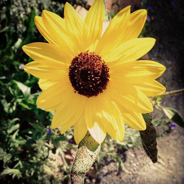 Sunflower at Denver Botanic Gardens